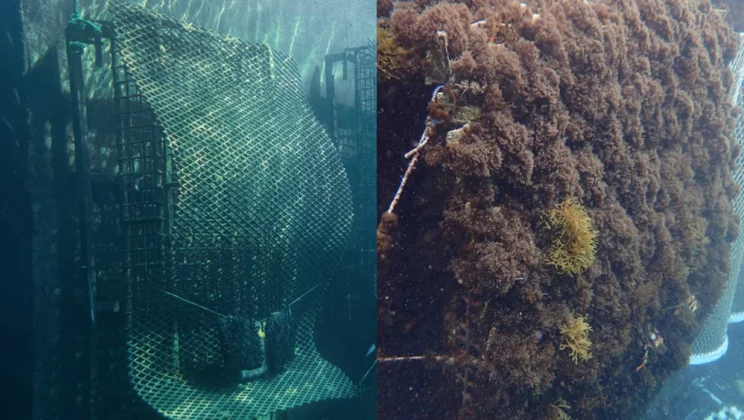 Ocean Ecostructures 3